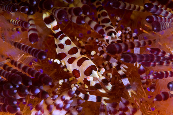 colmani shrimp, underwater macro photo from Anilao