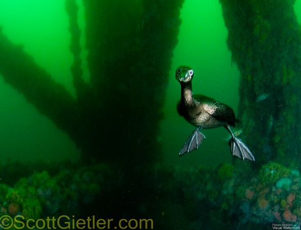 cormorant swimming underwater, quick focusing