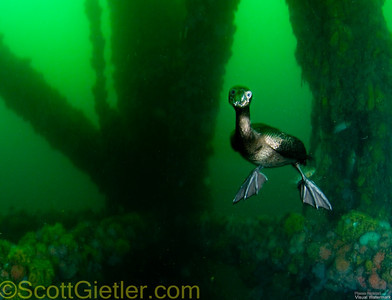 Cormorant diving underwater for fish