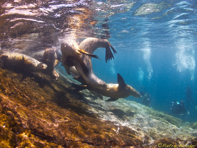 sea of cortez sea lion underwater photo trip