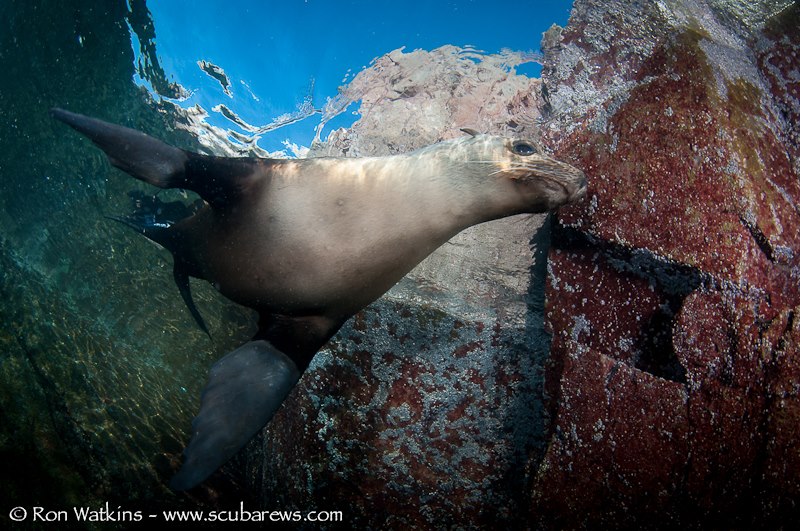 Sea of Cortez Sea Lion underwater photography