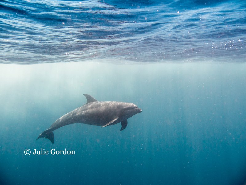 sea of cortez dolphin underwater