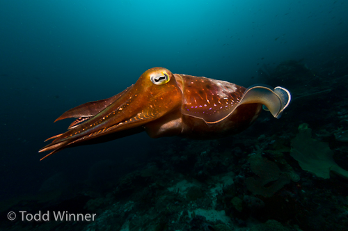 cuttlefish photo, after applying lightroom lens correction