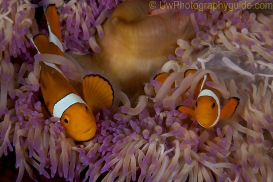 david yang underwater photo anemone fish anilao