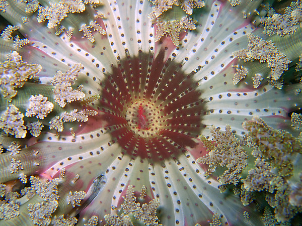 digital underwater photography