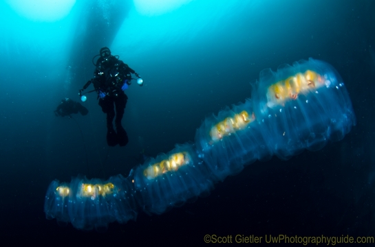 large salp underwater photo with diver