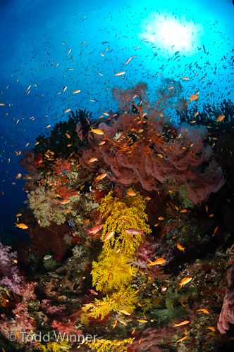 diving fiji underwater