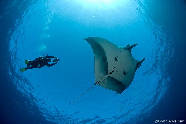manta ray and diver, socorro island