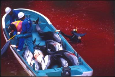 dolphin slaugher in japan