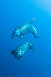 dolphins underwater at Revillagigedos