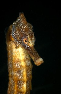 eric hanauer's seahorse