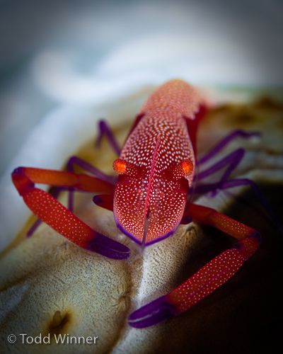 fiji macro underwater photography - imperial shrimp