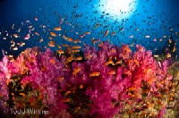 diving fiji