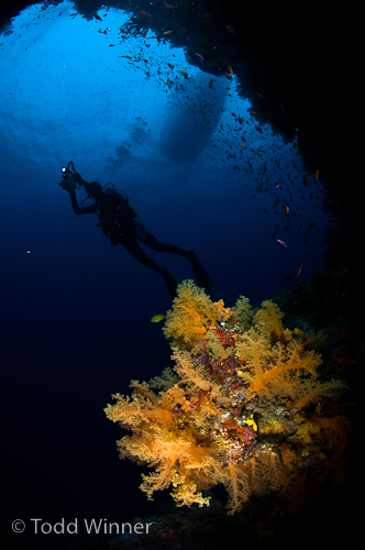 fiji underwater photography, soft coral