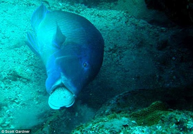 wrasse fish using tool underwater