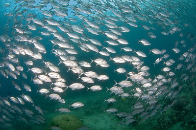 underwater photo with tokina 10-17mm  fisheye lens