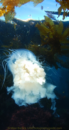 white jellyfish under the boat