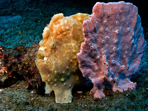 frogfish camouflaged like a sponge