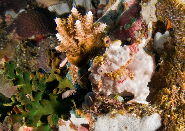 frogfish with lure
