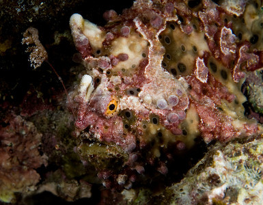 Frogfish with its lure out