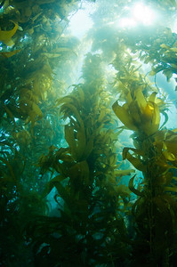 giant kelp forest