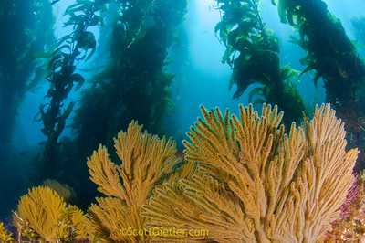 Giant kelp and a sea fan, catalina