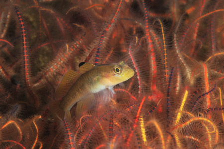 goby in brittle stars with strobe lighting