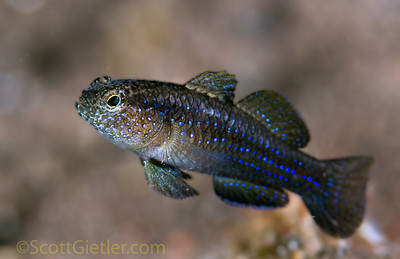 blue-spotted goby