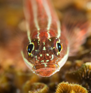 goby underwater, aperture example