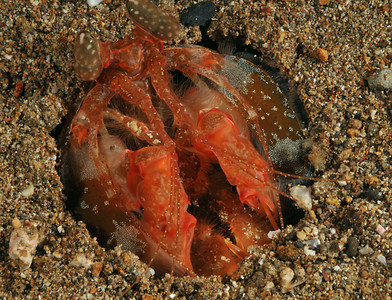 Gorlock mantis shrimp