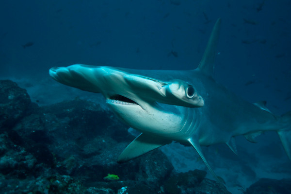 hammerhead shark portrait