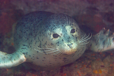 Harbor seal underwater photo