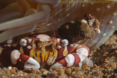 harlequin crab