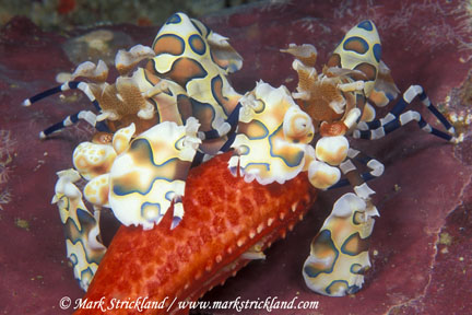 harlequin shrimp underwater photography