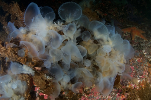 hooded nudibranchs diving in the pacific northwest