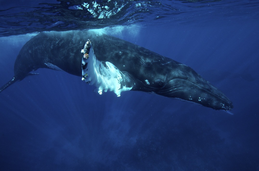 humpback whale underwater photo