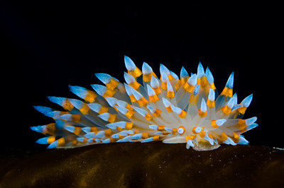 Janolus nudibranch underwater photo