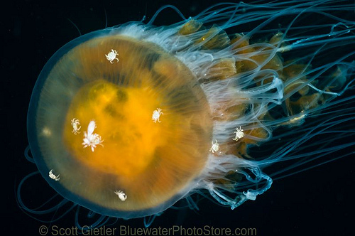 jellyfish with barnacles