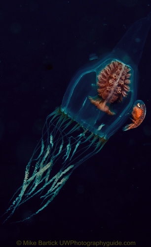 jellyfish wiith amphipod underwater
