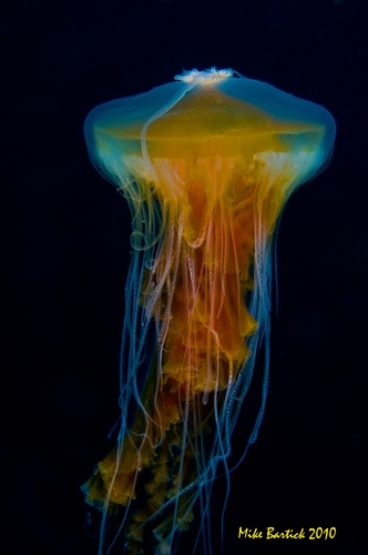 fried egg jellyfish underwater photo