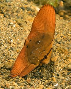 Juvenile longfin batfish
