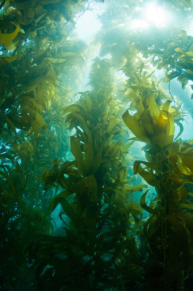 giant kelp at catalina island