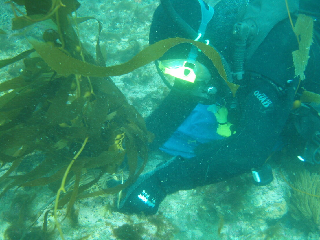 Planting Kelp