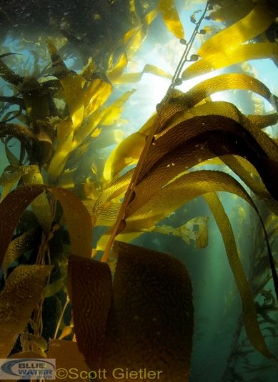 kelp and sunlight