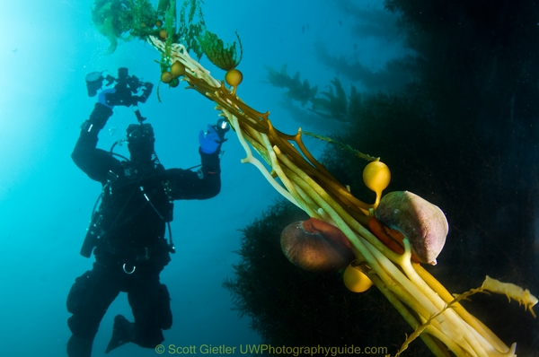 wide angle kelp underwater photograph