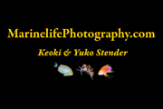 marine life photography