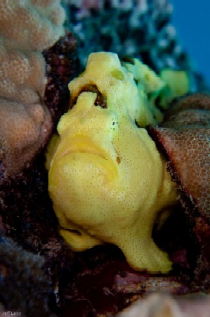 Kona frogfish