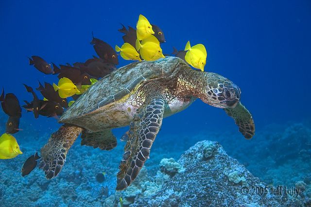 kona sea turtle