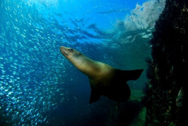 diving la paz - sea lion