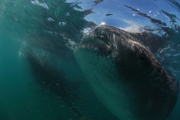 whale sharks in the sea of cortez